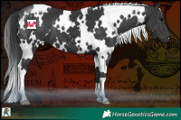 Horse Color:White Spotted Black 