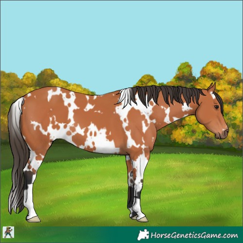 Horse Color:White Spotted Bay