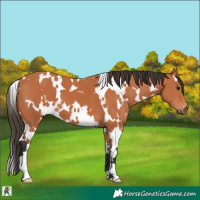 Horse Color:White Spotted Bay 