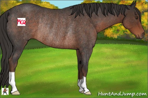 Horse Color:Liver Red Roan Rabicano 