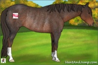 Horse Color:Liver Chestnut Rabicano 
