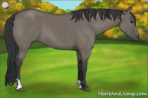 Horse Color:Unknown 