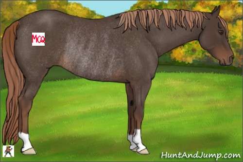 Horse Color:Liver Red Roan Rabicano