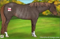 Horse Color:Liver Red Roan Rabicano 