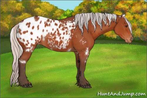 Horse Color:White Spotted Silver Brown Appaloosa