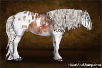 Horse Color:White Spotted Silver Brown Splash Appaloosa 