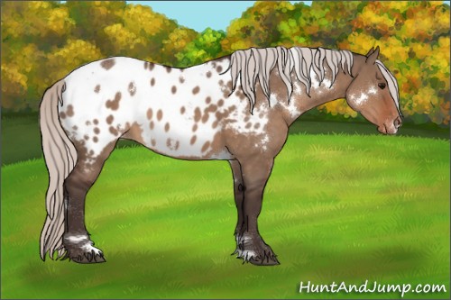 Horse Color:White Spotted Silver Brown Dun Appaloosa