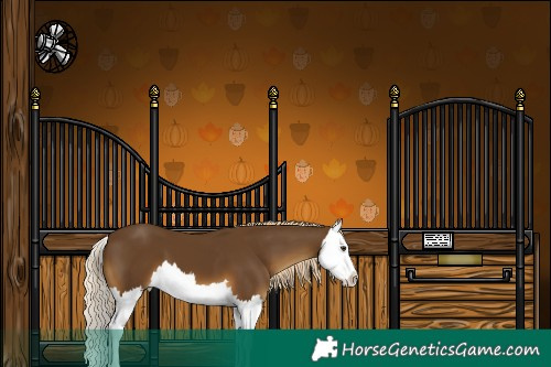 Horse Color:Chocolate Palomino Splash 