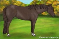 Horse Color:Liver Chestnut 