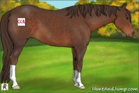 Horse Color:Liver Chestnut 