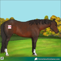 Horse Color:Liver Chestnut 