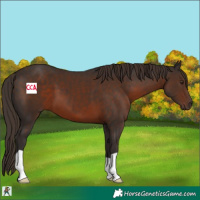 Horse Color:Liver Chestnut 