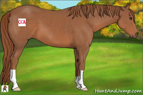 Horse Color:Chestnut 