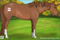 Horse Color:Chestnut 