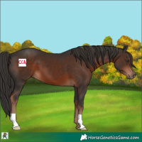 Horse Color:Liver Chestnut 