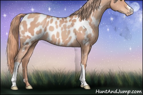 Horse Color:Gold Champagne Appaloosa 