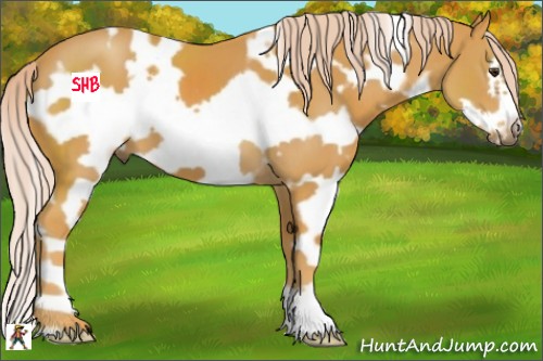 Horse Color:White Spotted Palomino Frame 