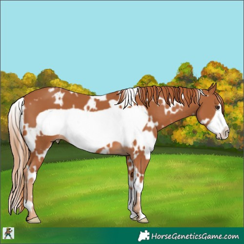 Horse Color:White Spotted Chestnut Frame