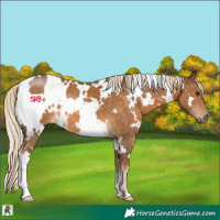 Horse Color:White Spotted Chocolate Palomino 