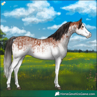 Horse Color:White Spotted Bay Splash  and White Spotted Bay Splash 