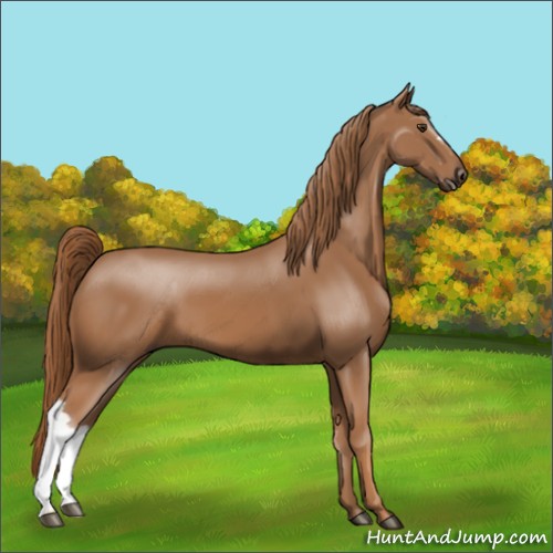 Horse Color:Chestnut 
