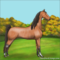 Horse Color:Bay Rabicano 