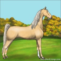 Horse Color:Palomino 