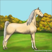 Horse Color:Palomino 