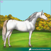Horse Color:Chestnut Appaloosa 