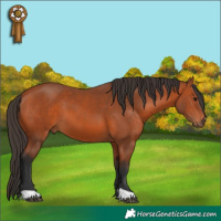 Horse Color:Unknown 
