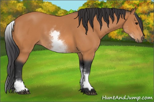 Horse Color:Unknown 