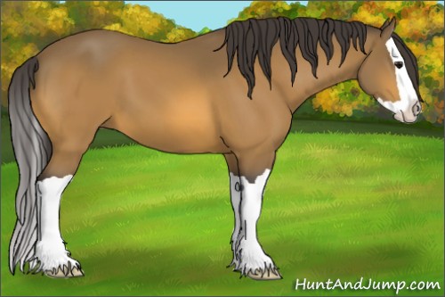 Horse Color:Unknown 