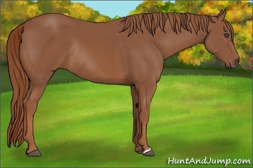 Horse Color:Chestnut Rabicano 