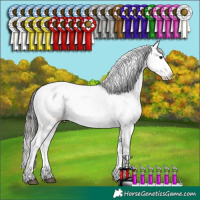 Horse Color:Buckskin Appaloosa