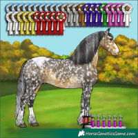 Horse Color:Buckskin Appaloosa