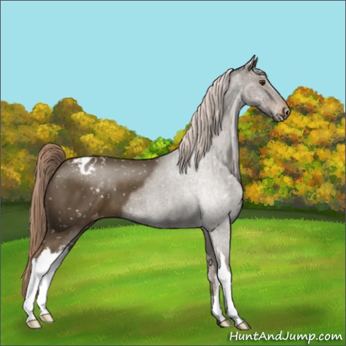 Horse Color:Chocolate Palomino Appaloosa 