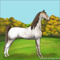 Horse Color:Classic Cream Champagne Appaloosa 