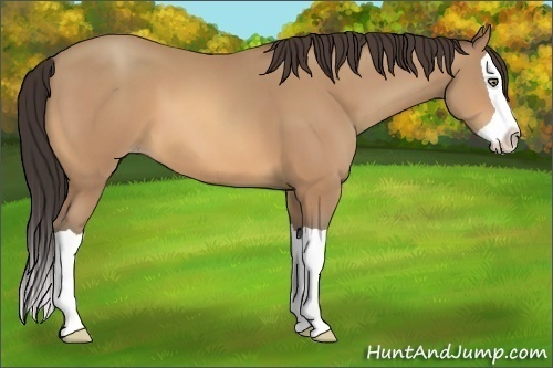 Horse Color:Unknown 
