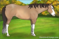 Horse Color:Unknown 