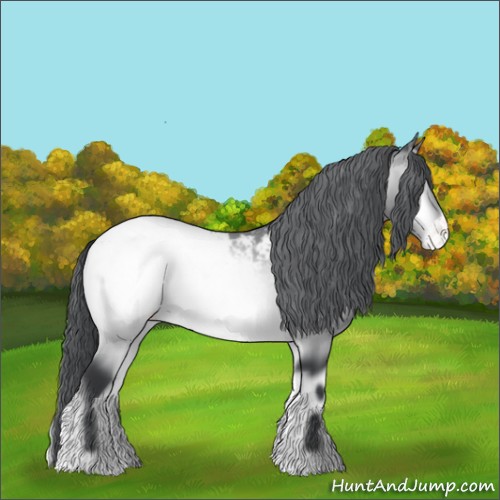 Horse Color:Bay Chinchilla Onyx Appaloosa 
