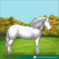 Horse Color:Chocolate Silver Buckskin Pearl Onyx Tobiano Appaloosa 