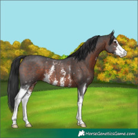 Horse Color:White Spotted Brown Sabino 