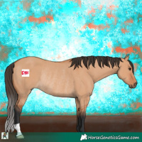 Horse Color:Bay Dun Rabicano