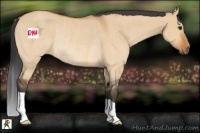 Horse Color:Bay Dun Rabicano 