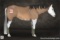 Horse Color:Bay Dun Splash 