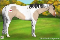 Horse Color:Bay Dun Tobiano