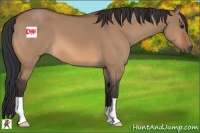 Horse Color:Bay Dun