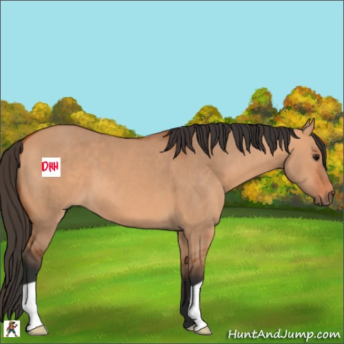 Horse Color:Bay Dun