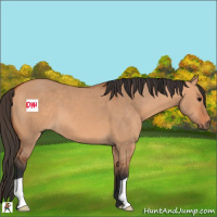 Horse Color:Bay Dun 