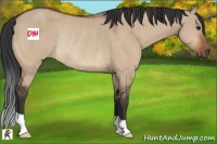 Horse Color:Bay Dun Rabicano 